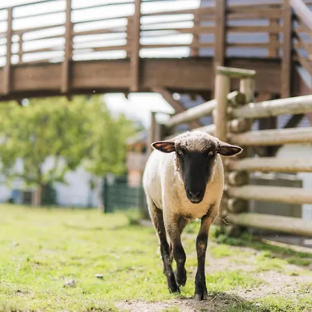 Hof Koehne - Altes - Huhn Schmallenberg