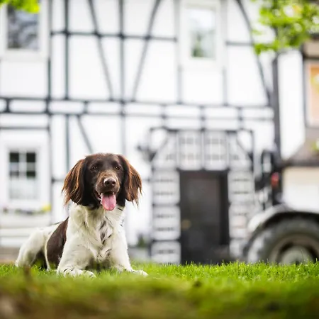 Appartement Hof Koehne - Altes - Huhn *
