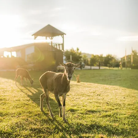 Appartement Hof Koehne - Altes - Huhn