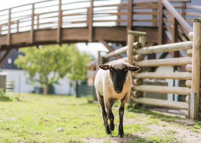 Hof Koehne - Altes - Huhn Schmallenberg