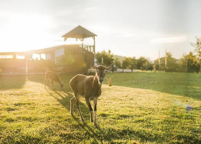 Apartamento Hof Koehne - Altes - Huhn